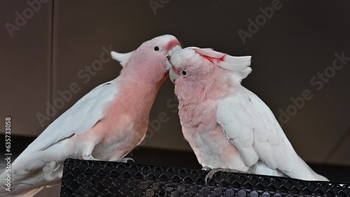 A pair of  Pink cockatoo at the indoor forest in Dubai, United Arab Emirates photo