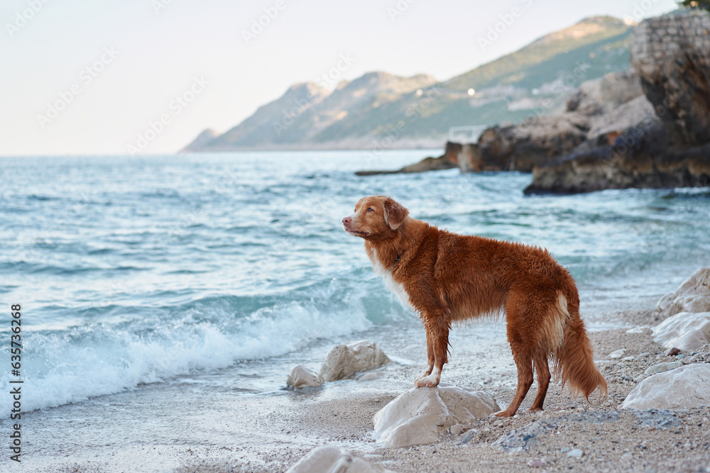 the dog is standing by the sea. Nova Scotia duck tolling retriever at blue water the dog is standing by the sea. Nova Scotia duck tolling retriever at blue water