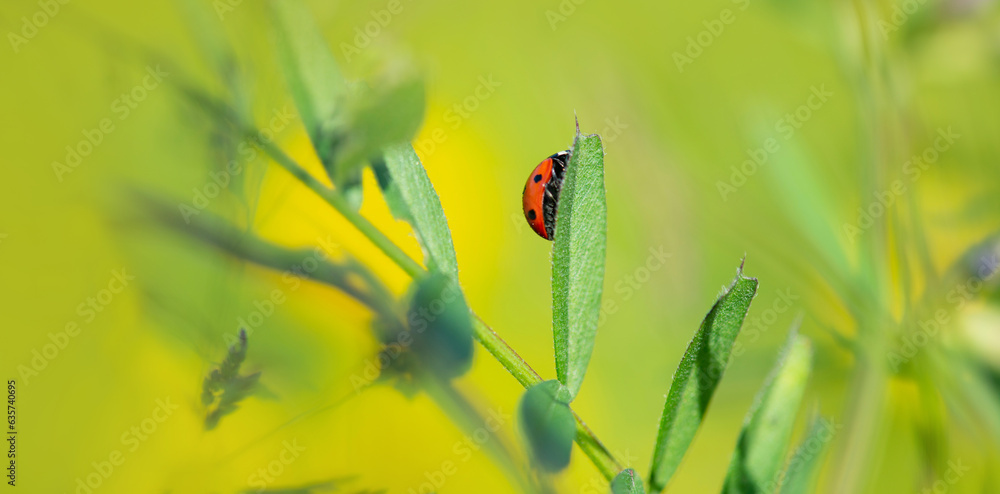 Obraz premium closeup on ladybird on leaf in green background