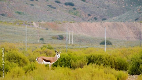 Springbuck ram stands broadside in green field as it grazes photo