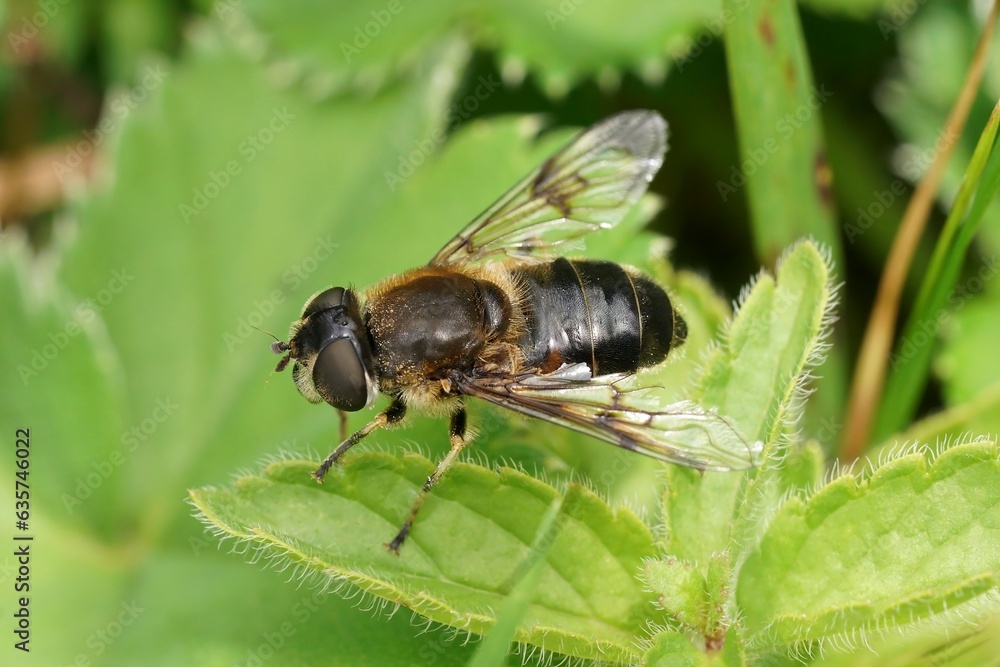 Closeup on a Spring Drone Fly, Eristalis picea sitting on a green leaf Closeup on a Spring Drone Fly, Eristalis picea sitting on a green leaf