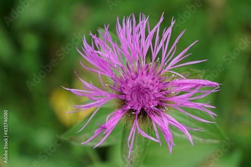 Detailed closeup on the colorful pink flower of Wig Knapweed  Centaurea phrygia pseudophrygia