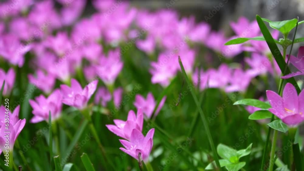 Blurry picture of rain lily field in bright pink morning light,Bright pink flowers on a white background blur,The rain drops on the flowers pink. Blurry picture of rain lily field in bright pink morning light,Bright pink flowers on a white background blur,The rain drops on the flowers pink.