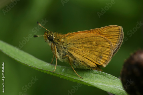 Closeup on a European Large skipper butterfly ,Ochlodes sylvanus sitting on a leaf