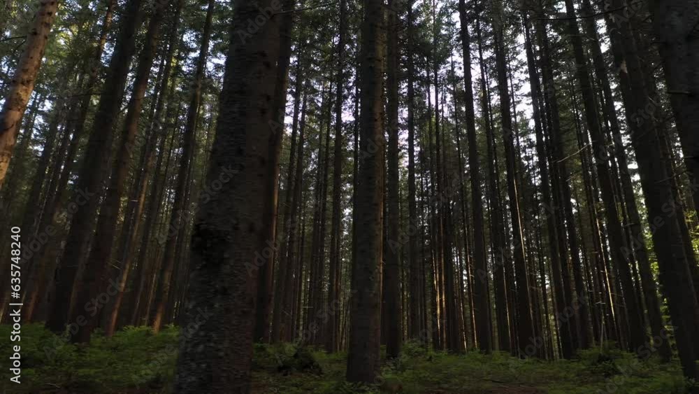 Forest World: Discovering the Morning Microcosm of the Mountainous Woods Forest World: Discovering the Morning Microcosm of the Mountainous Woods