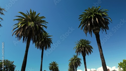 Los Angeles Street and palm trees