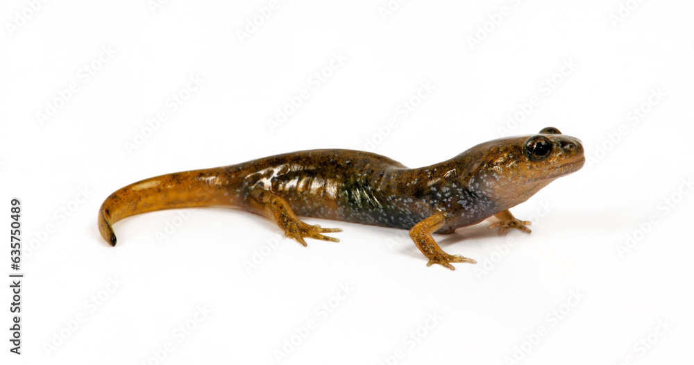 Naklejka premium juvenile Oita Salamander // junger Otia-Winkelzahnmolch (Hynobius dunni) - Japan