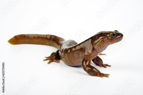 Oita Salamander    Otia-Winkelzahnmolch  Hynobius dunni  - Japan