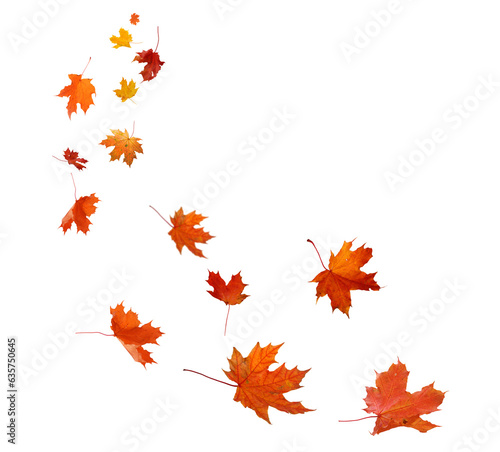 falling autumn leaves isolated