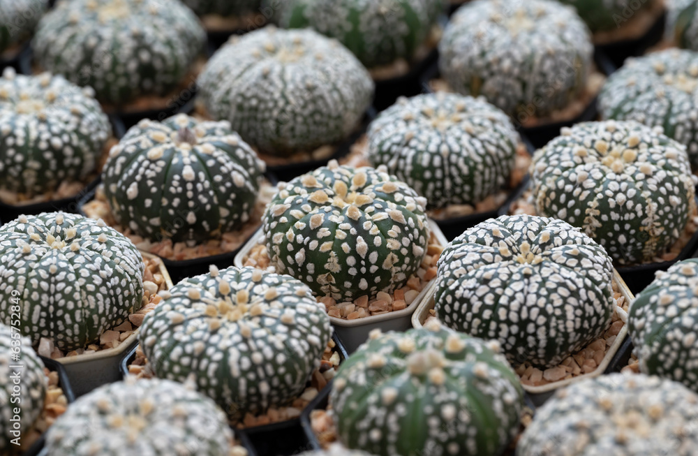 Astrophytum asterias small cactus plants. Succulent cactus, dark green stems, spherical, and spineless with hairy. The Ornamental plant for decorating in the garden or home decor. Astrophytum asterias small cactus plants. Succulent cactus, dark green stems, spherical, and spineless with hairy. The Ornamental plant for decorating in the garden or home decor.