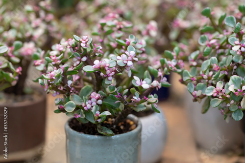 Portulacaria Afra (elephant bush), A small succulent plant, variegated plant with green leaves in white potted. The ornamental plants for decorating in the garden or room decor.