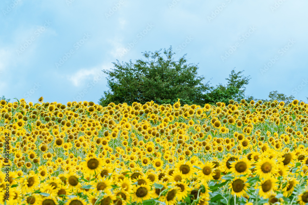 Obraz premium 夏の青空と一面ひまわり畑