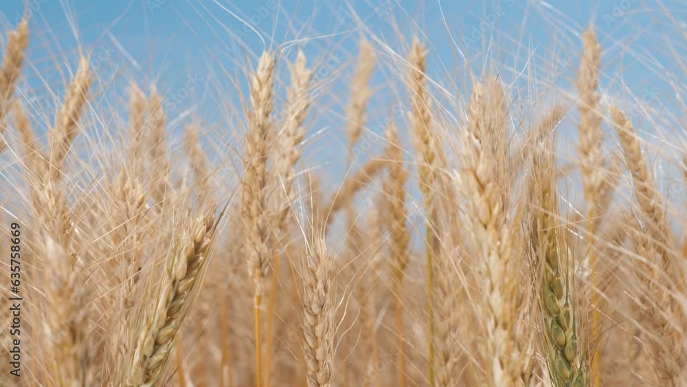 Agriculture. Golden ears of wheat sway in the light wind. Wheat in the field swaying in the wind close-up. Wheat ears on a background of blue sky. Wheat harvest in agriculture Agriculture. Golden ears of wheat sway in the light wind. Wheat in the field swaying in the wind close-up. Wheat ears on a background of blue sky. Wheat harvest in agriculture