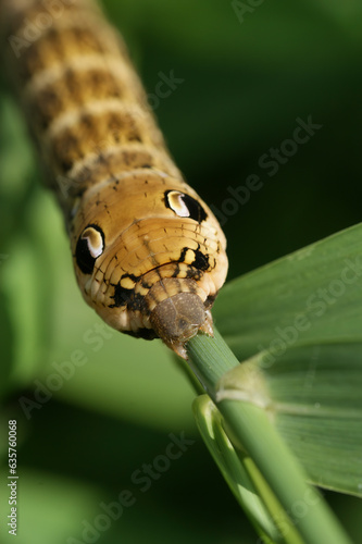 Closeup on the large brown caterpillar of the Elephant Hawk-moth, Deilephila elpenor on a twig photo