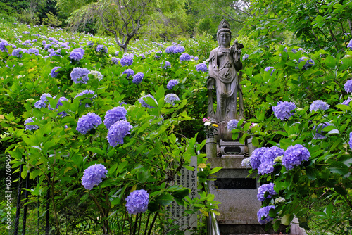関東随一の名所　麻綿原高原の紫陽花　千葉県
