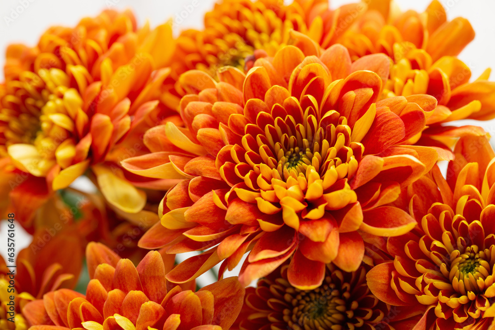 background with orange chrysanthemums background with orange chrysanthemums
