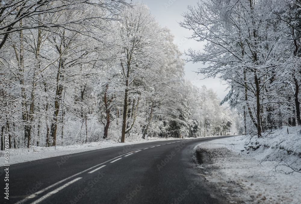 Asphalt road among trees covered with snow in Mazowsze region of Poland Asphalt road among trees covered with snow in Mazowsze region of Poland