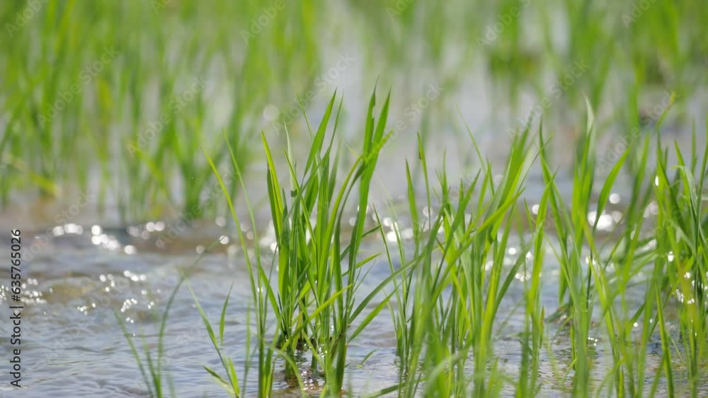 pouring water into rice field. pouring water into rice field.