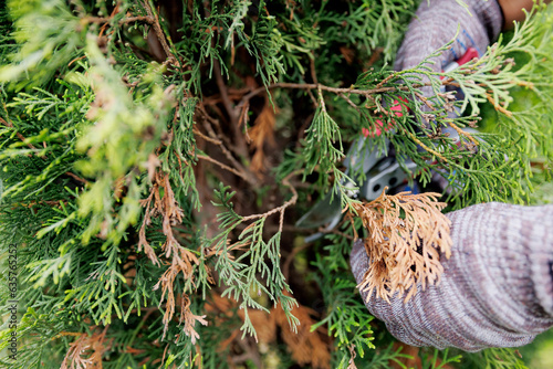 Gardener removing dry yellow branches of thuja trees. Concept farm shop of plants