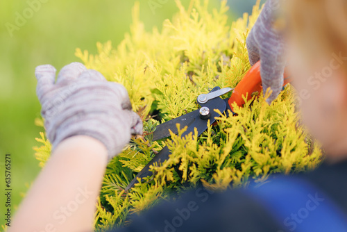 Closeup cutting hedge with clippers, gardener working with scissors in garden