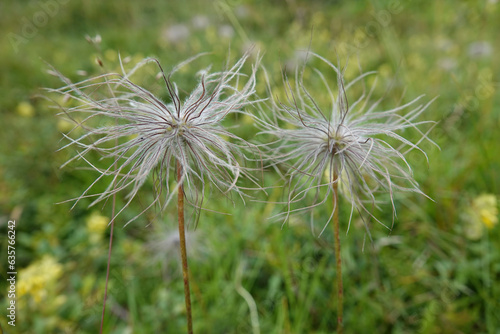 Closeup on the feathery Alpine avens flowerhead, Geum montanum from the Austrian alps photo