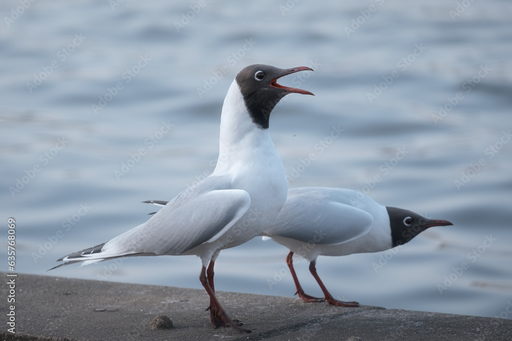 A couple of the seagulls on a pier. Black-headed Gull (Chroicocephalus ridibundus). Scotland. High quality photo A couple of the seagulls on a pier. Black-headed Gull (Chroicocephalus ridibundus). Scotland. High quality photo