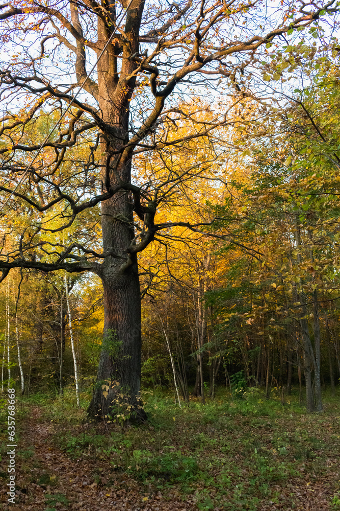 autumn forest