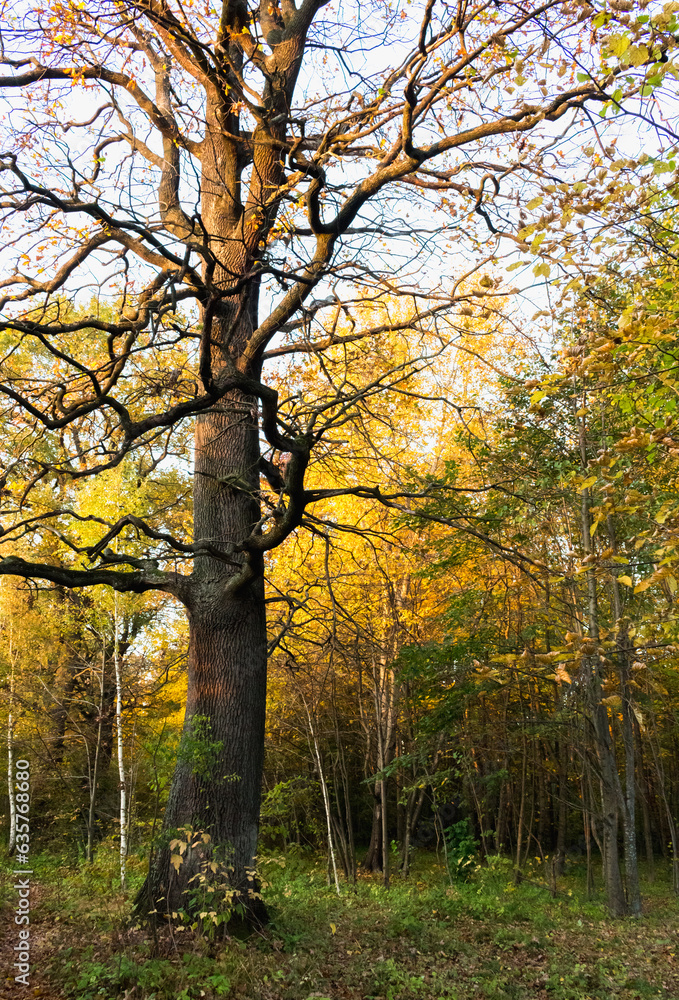 Fototapeta premium autumn forest