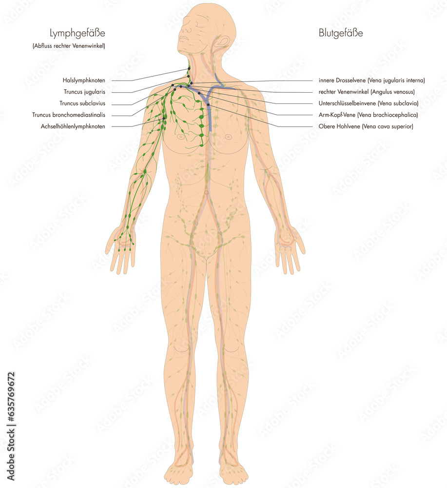 Fototapeta premium Infografik Lehrmaterial: Lymphgefäßsystem des Menschen - Lymphsystem - Lymphgefäße Abfluss rechter Venenwinkel - Beschriftung: deutsch / latein