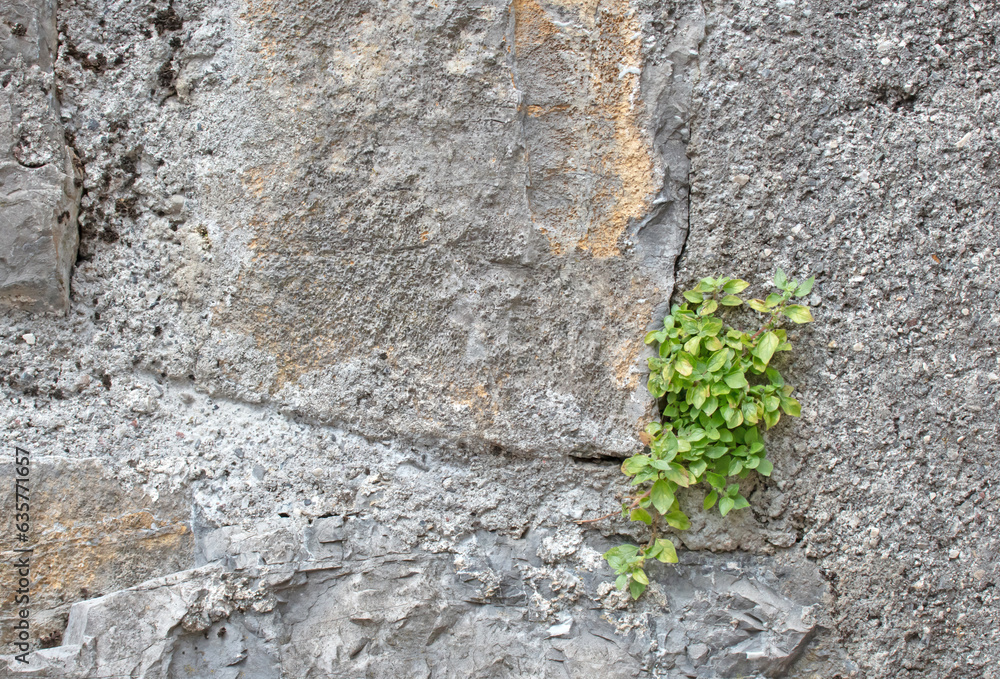 Plant growing on old wall with textured surface and copy space