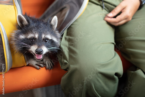 Photos A tame pet raccoon on a train with its owner, traveling with an animal