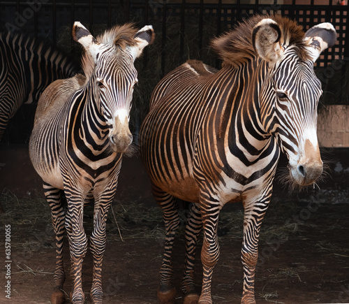 Zebra family  mother and daughter in beautiful black and white colors.
