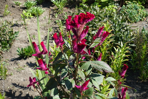 Vivid magenta colored flowers of Celosia argentea var. cristata in September photo