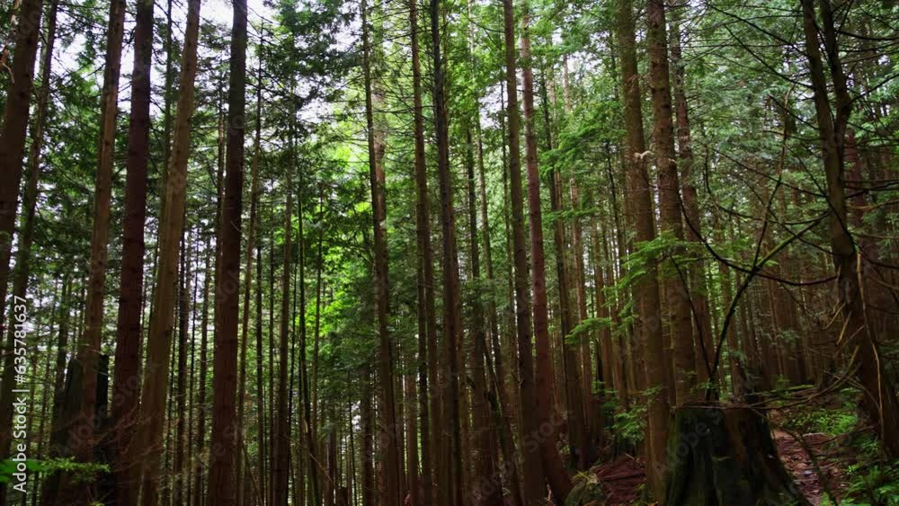 Exploring An Evergreen Coniferous Forest Wide Exploring An Evergreen Coniferous Forest Wide