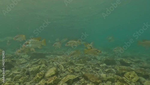 Captivating underwater footage showing fishes energetically swimming in the crystal clear fresh water of Ein Shokek, a natural fountain next to Beit Shean, Israel, revealing diverse aquatic species photo