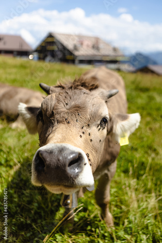 Close up of a cow in Alps