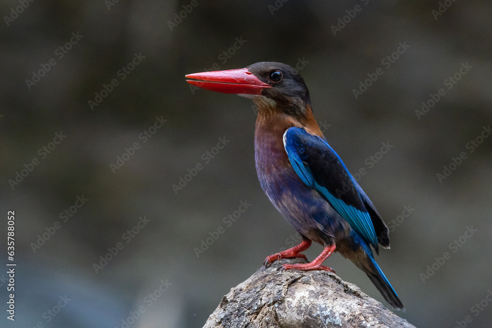 Obraz premium A javan kingfisher Halcyon cyanoventris perching on a river rock waiting for prey, natural bokeh background 