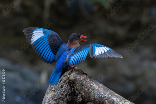 Canvastavla A javan kingfisher Halcyon displays a territorial behavior, natural bokeh backgr