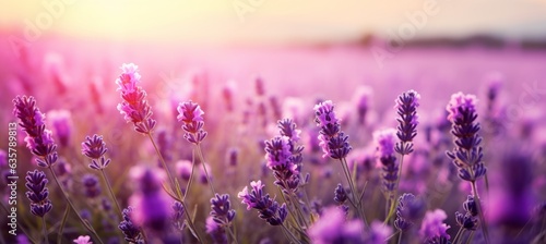 Lavender field at sunset background. Generative AI technology.