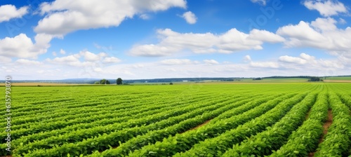 Soybean farmland background. Agriculture plant industry. Generative AI technology.