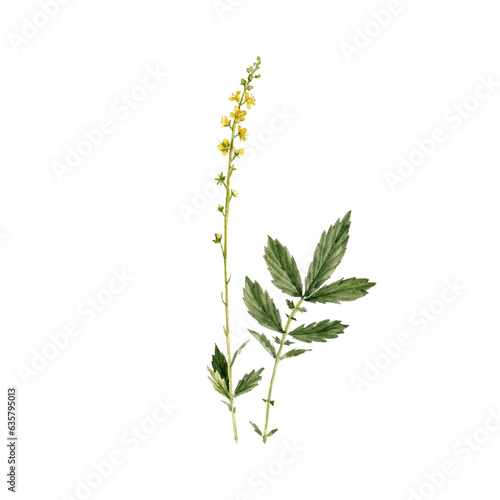 watercolor drawing plant of common agrimony with leaves and flower, sticklewort, Agrimonia eupatoria isolated at white background, natural element, hand drawn botanical illustration
