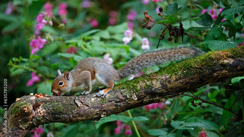 Grey squirrel in the woods