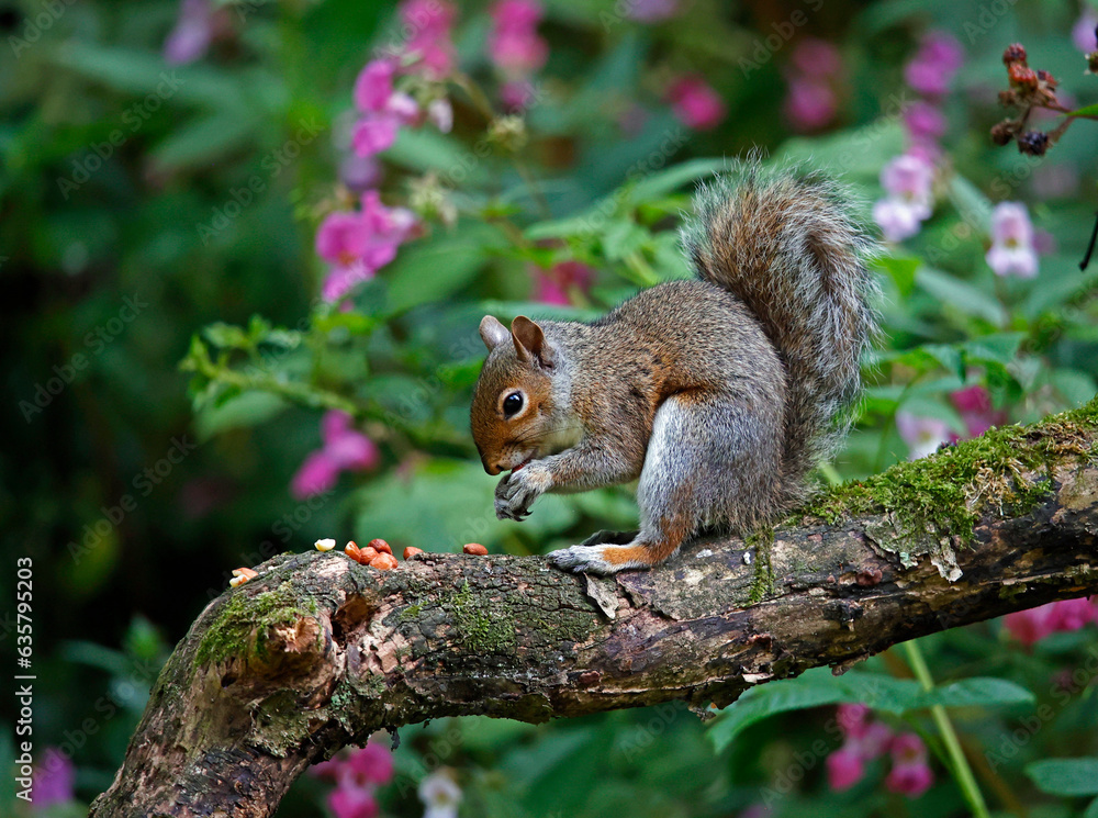 Grey squirrel in the woods Grey squirrel in the woods