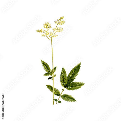 Obraz na plátně watercolor drawing plant of meadowsweet with leaves and flower, mead wort, Filip
