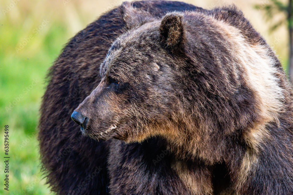 Obraz premium brown bear in the woods