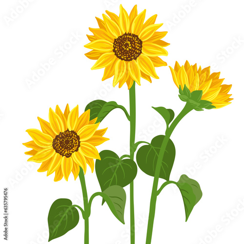 sunflowers, vector drawing flowers at white background, hand drawn botanical illustration