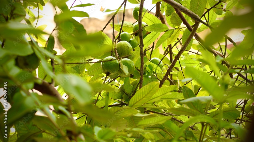Guavas hanging on the tree branches with raindrops
Guavas hanging on the tree branches with raindrops