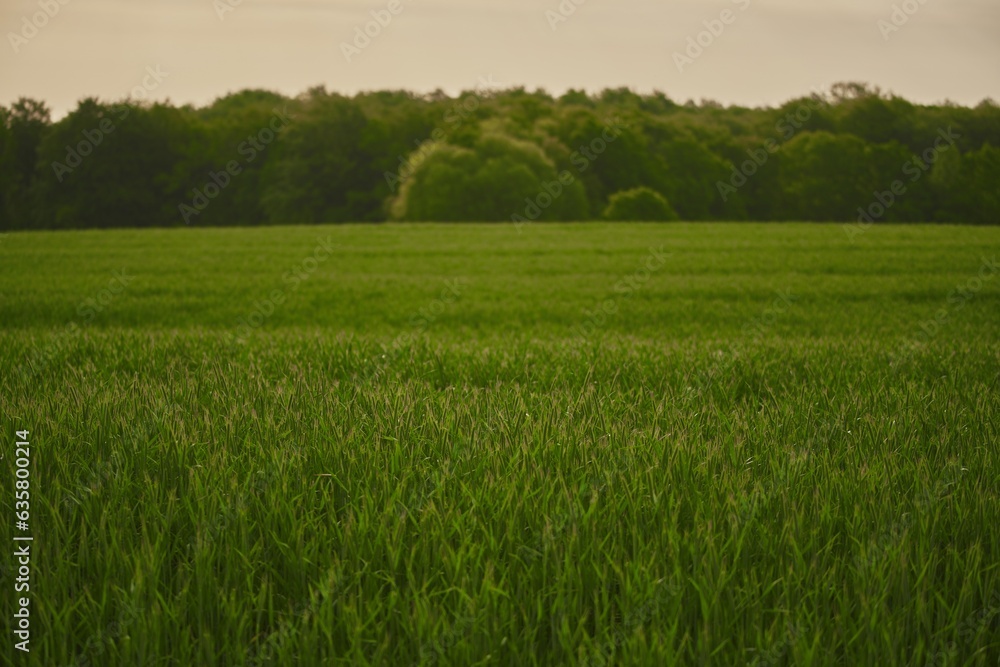 Green vibrant field in spring Green vibrant field in spring