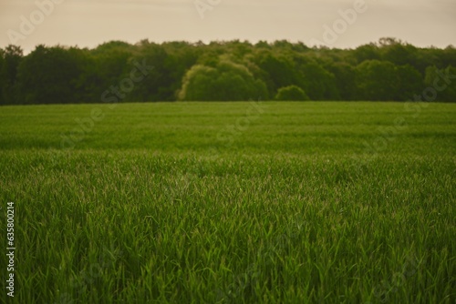 Green vibrant field in spring