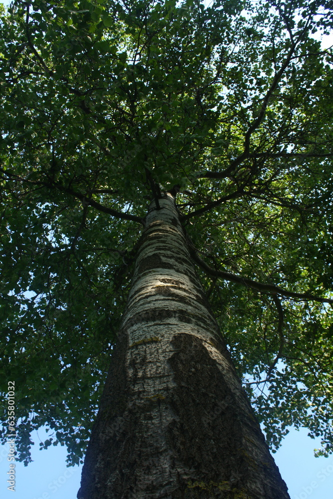 Fototapeta premium crown of a tree with a trunk, top view